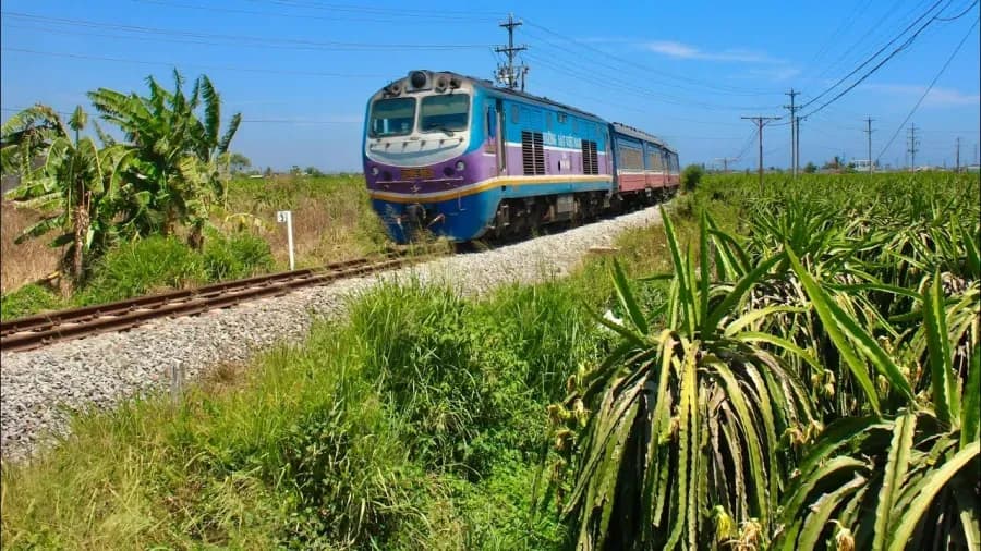 TRAIN THROUGH DRAGON FRUIT GARDEN IN BINH THUAN