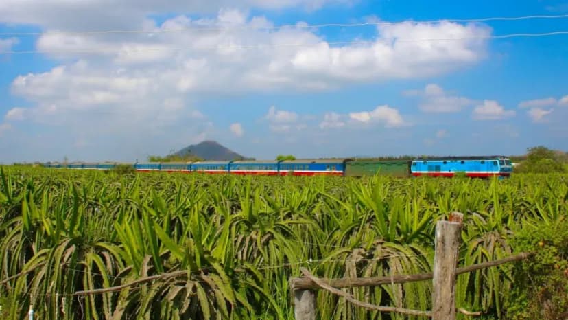 TRAIN THROUGH DRAGON FRUIT GARDEN IN BINH THUAN