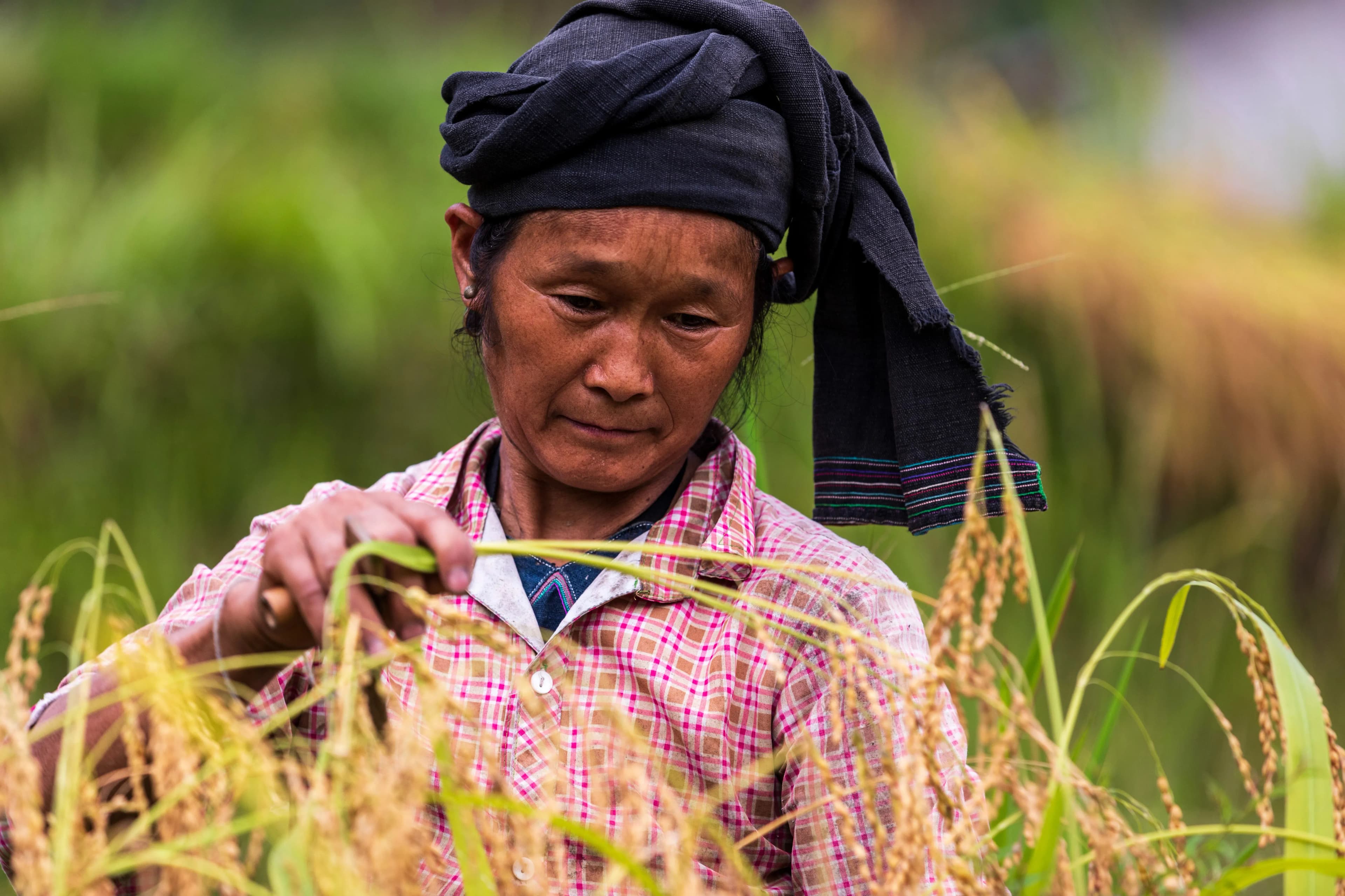 A La Chi woman tending to rice fields in a majestic landscape.