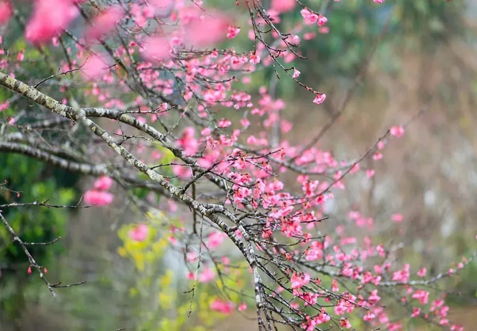 The beauty of Hanoi in 12 flower seasons 
