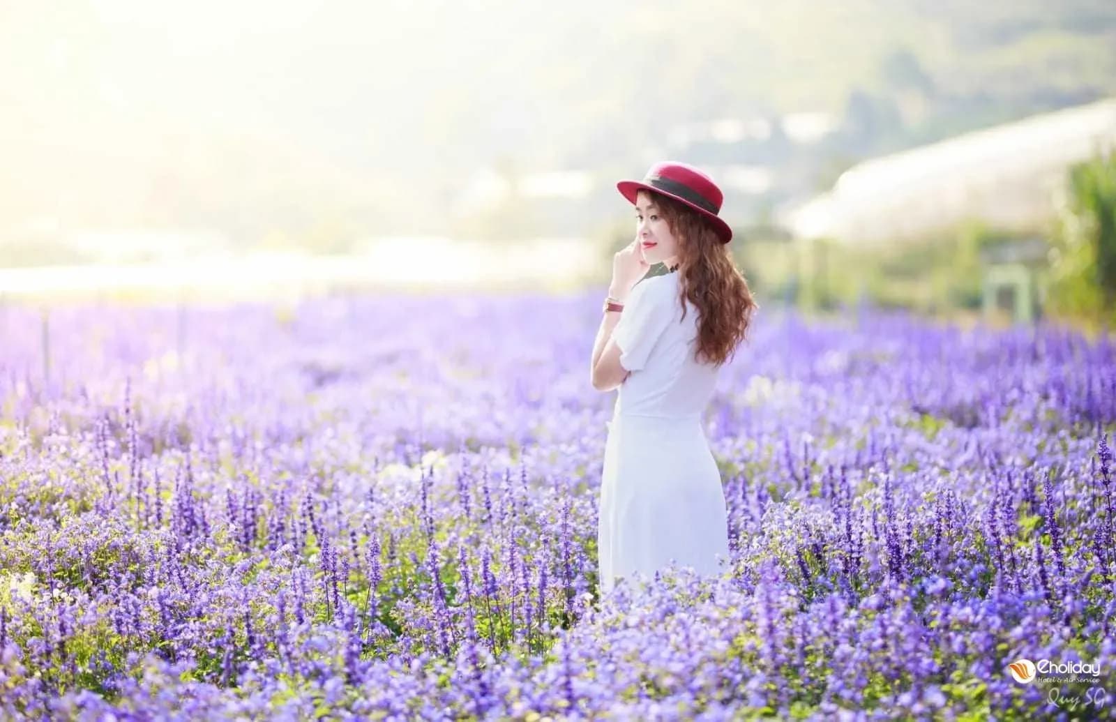 A refreshing landscape with lavender fields exudes serenity.  