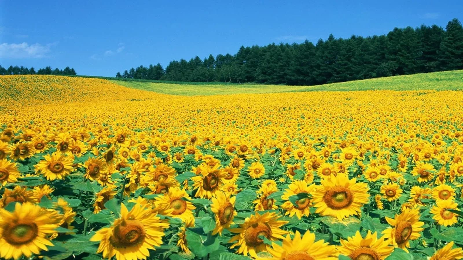 A sea of bright yellow sunflowers under the radiant sunlight.