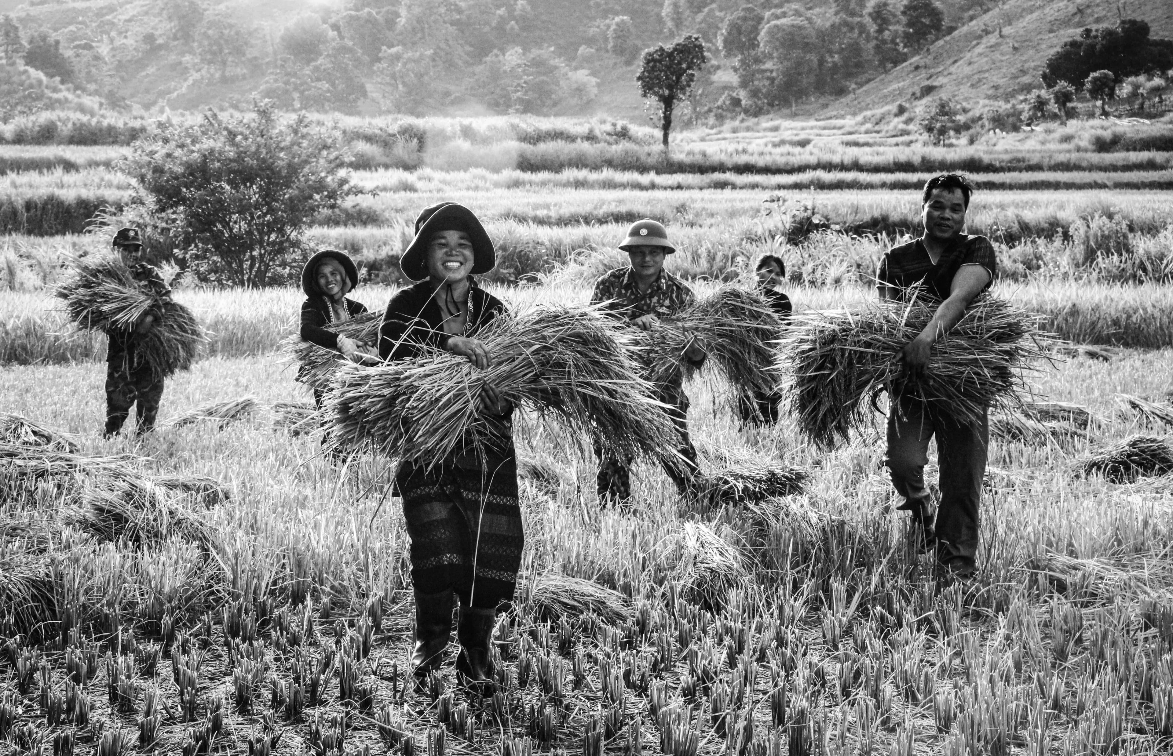 Wet rice of Paco - Van Kieu ethnic group