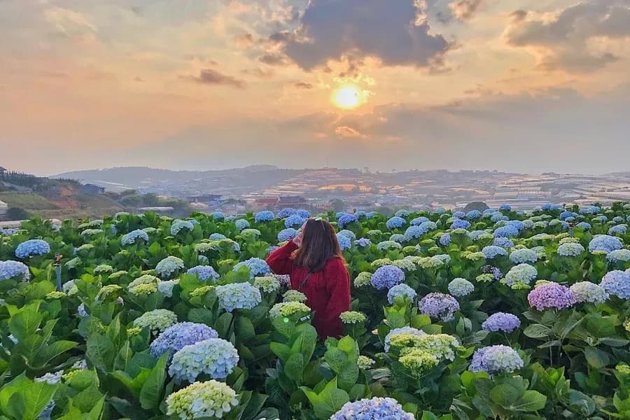 The dreamy hydrangea landscape under a poetic sunset in Da Lat.