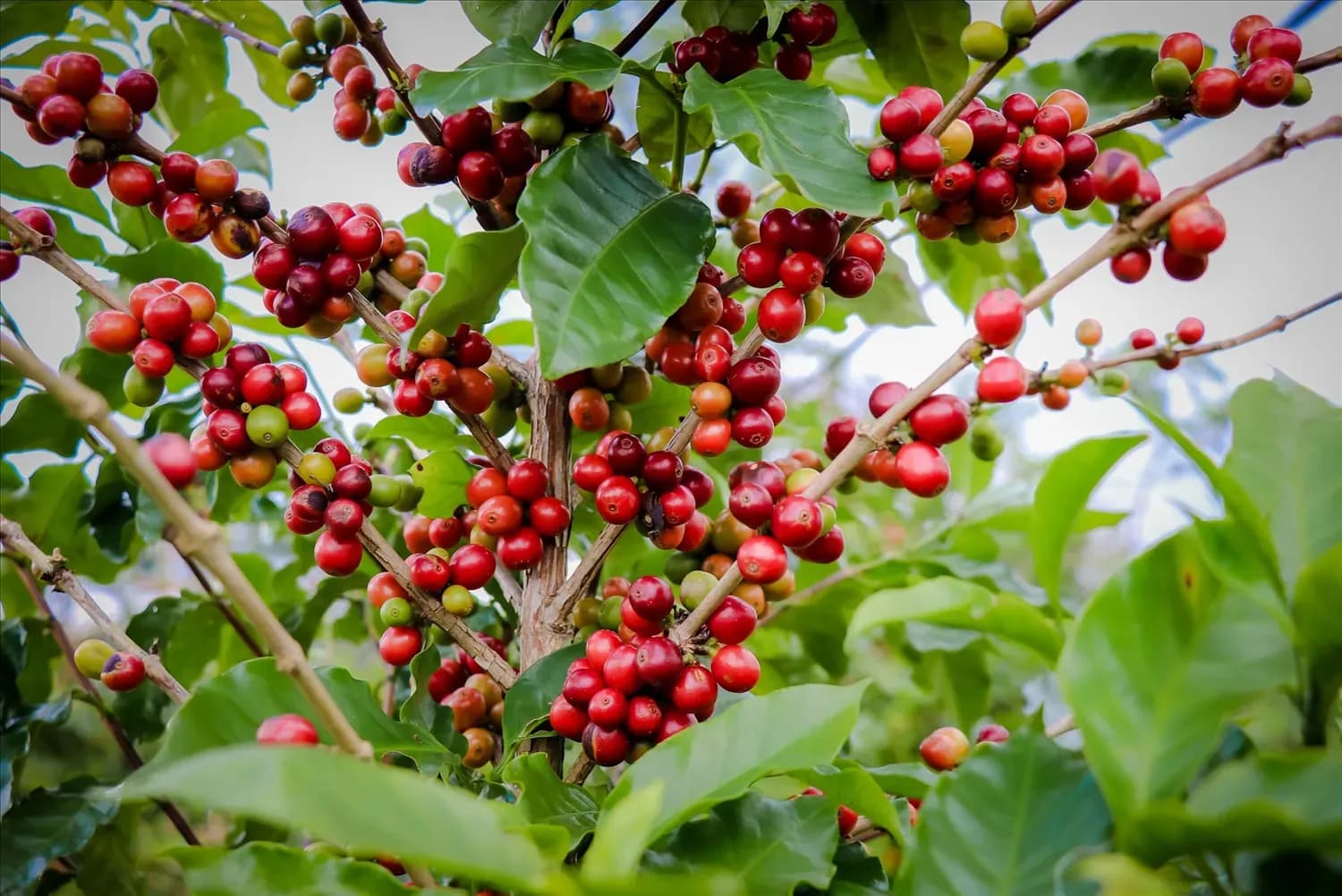 Arabica coffee branch with ripe cherries in the garden.