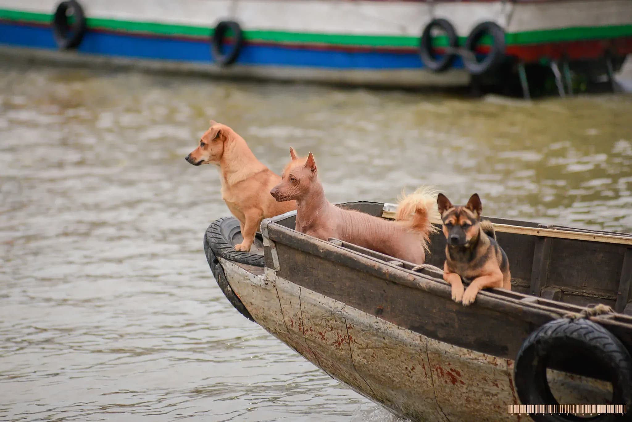 Early morning at Cai Rang Floating Market, bustling with tourists and vibrant scenes of trade, featuring an array of fresh fruits, bread, and livestock on boats