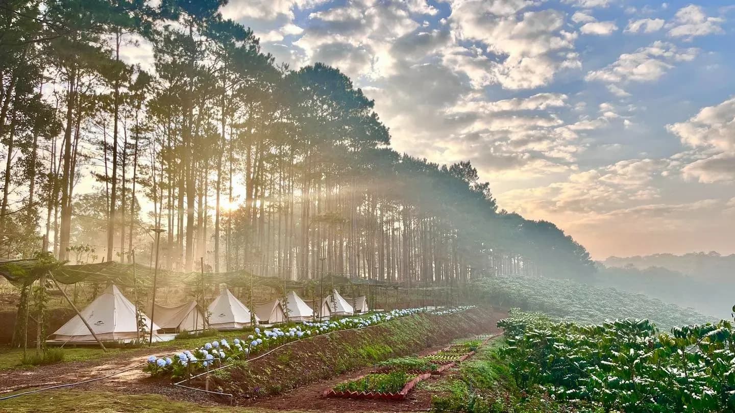 Camping tents glistening under the morning sun in Da Lat, set amid romantic pine forests and colorful flower gardens.