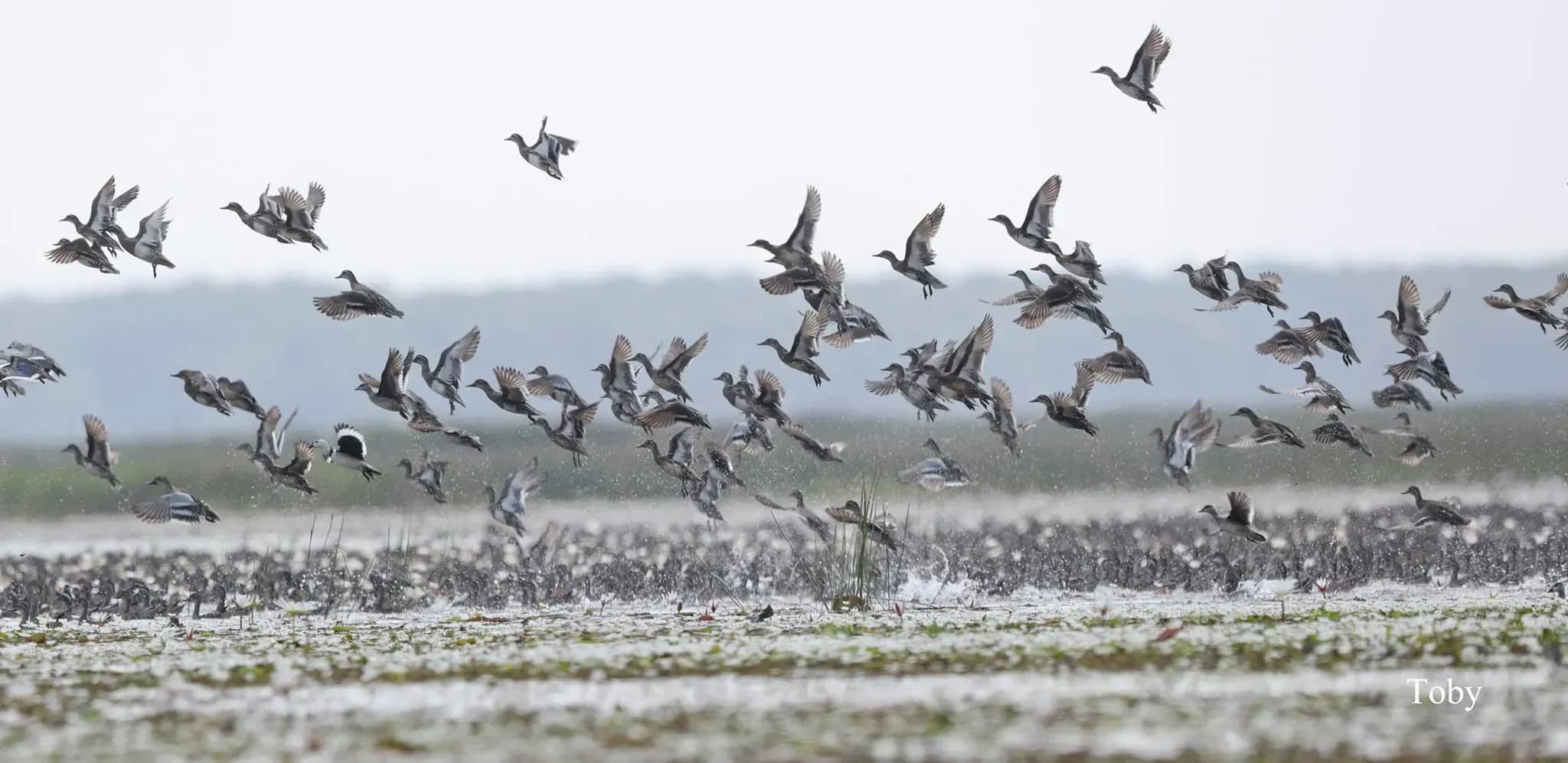 Garganey, cotton goose, Tram chim 2021