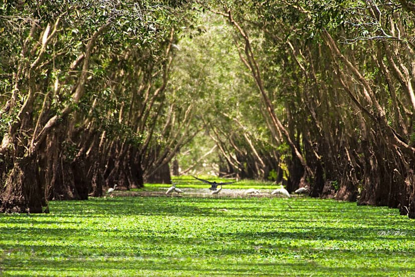 Storks gracefully soaring above the Tram Tra Sua forest, showcasing the beauty of nature and the rich biodiversity of the region