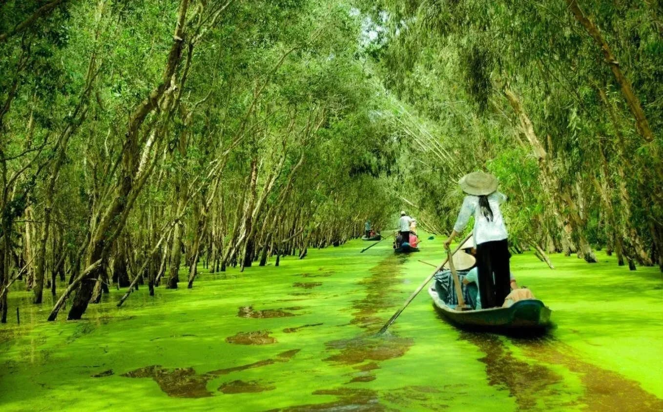 A small boat paddles through lush green cajuput forest in U Minh, showcasing nature's verdant and serene beauty.
