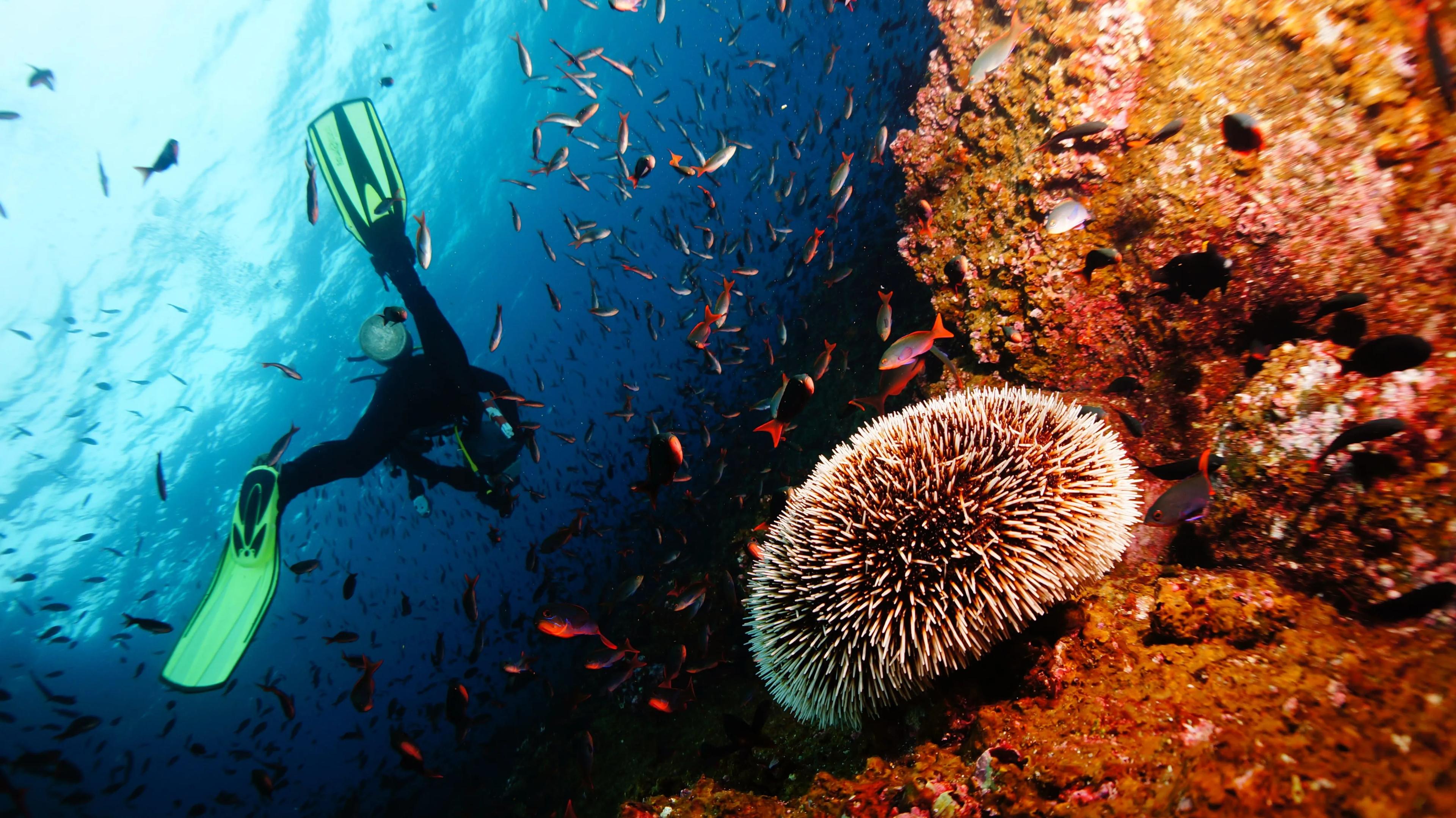 4-famous-diving-sites-in-Vietnam_diving.jpg