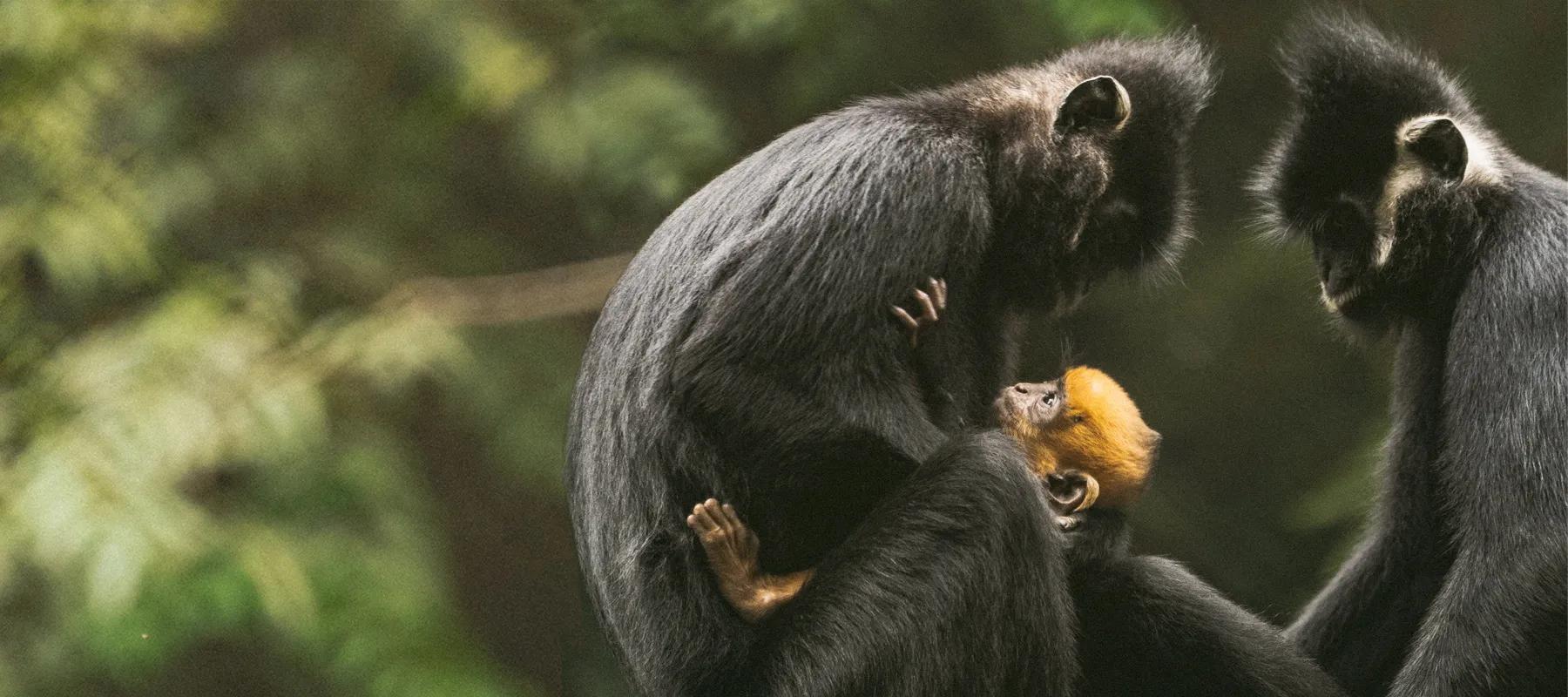 A family of gibbons at the Cuc Phuong Endangered Primate Rescue Center, with adults and young gibbons swinging between trees, surrounded by the lush green forest of their sanctuary