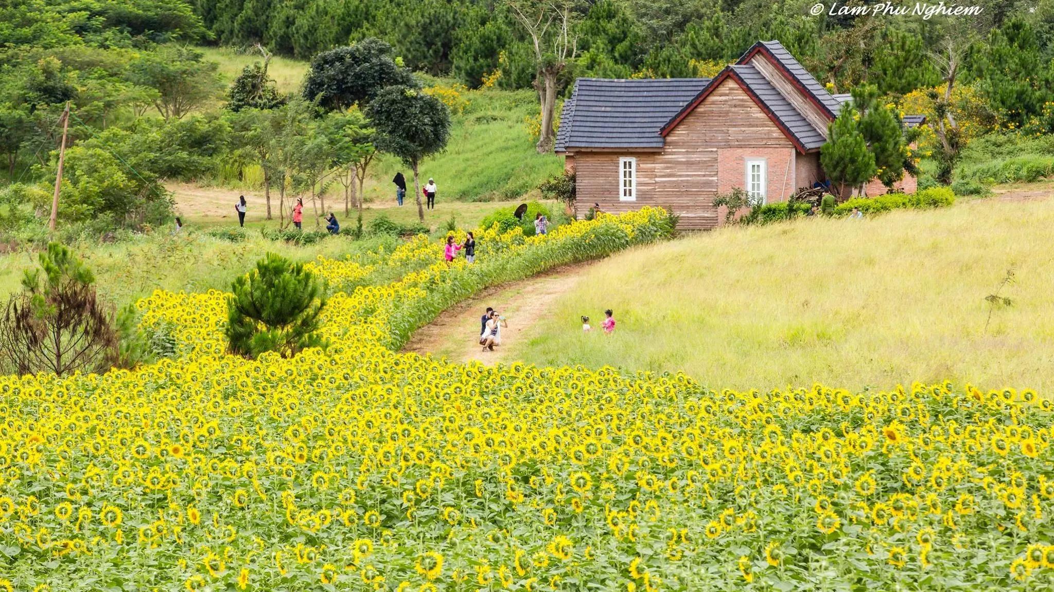 A house surrounded by blooming sunflower fields.