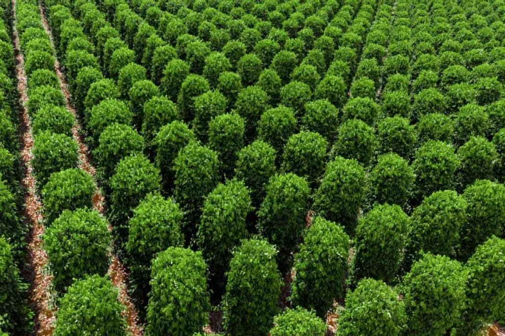 A pepper farm in Phu Quoc with tall, thriving vines of black pepper plants, nestled in the midst of vibrant, green surroundings.