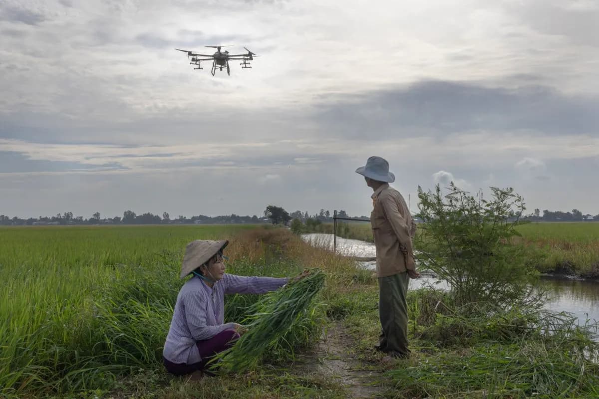 A picturesque rice field along the lower Mekong River, traditionally associated with farmers in conical hats, now features a drone hovering above the empty fields, symbolizing the shift to modern agricultural practices