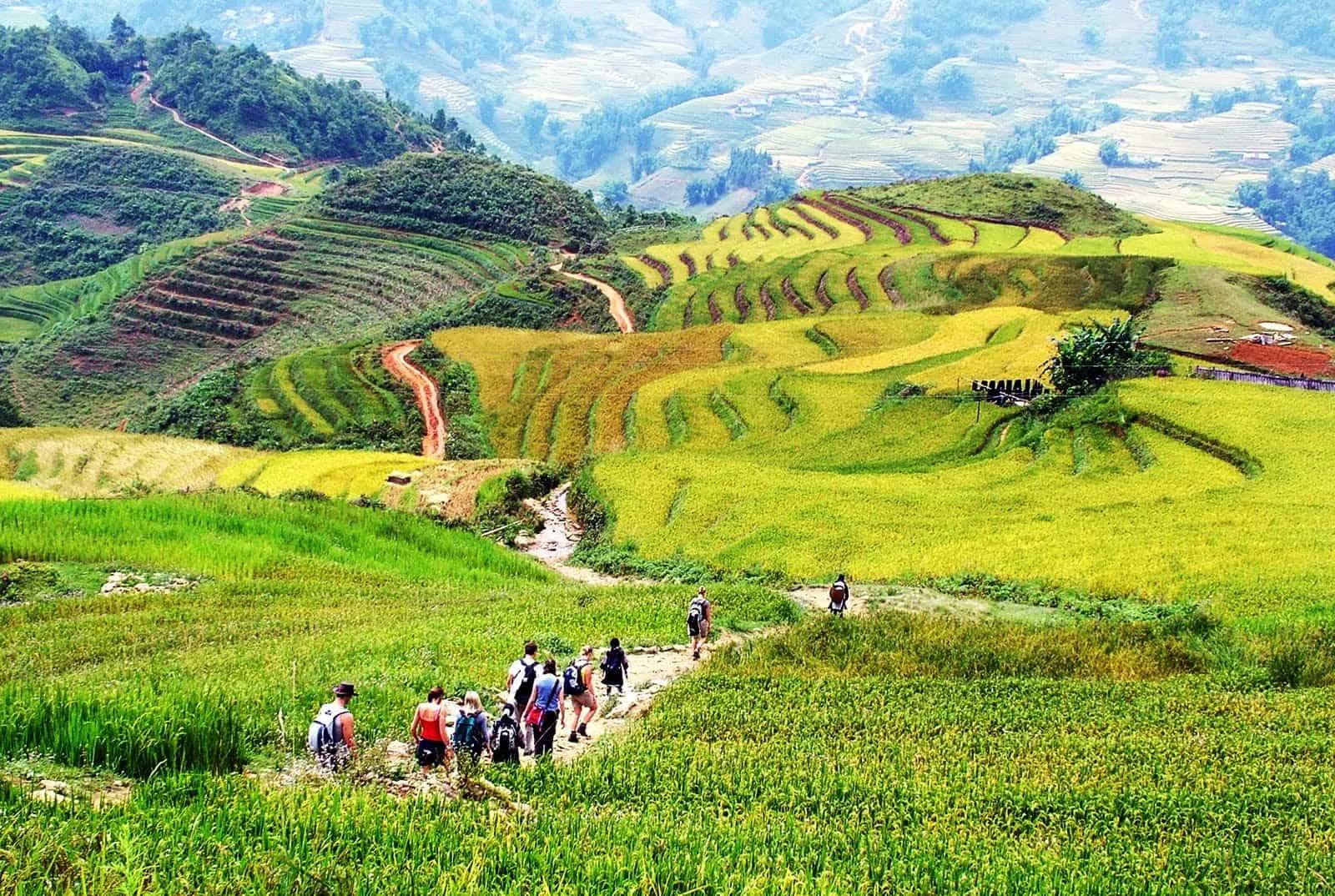 A scenic hiking trail winding through lush green rice fields in Vietnam, with terraced fields stretching across the hillsides and mountains in the background under a clear sky