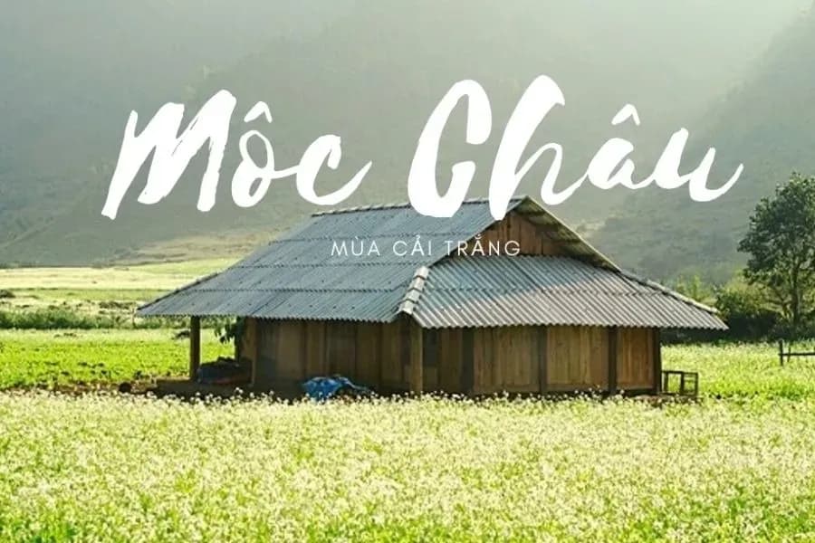 A wooden house amidst the white mustard blooms.