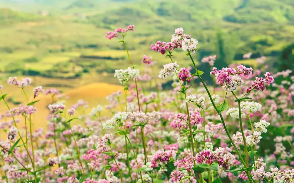 Buckwheat flowers blooming over the lush green field.