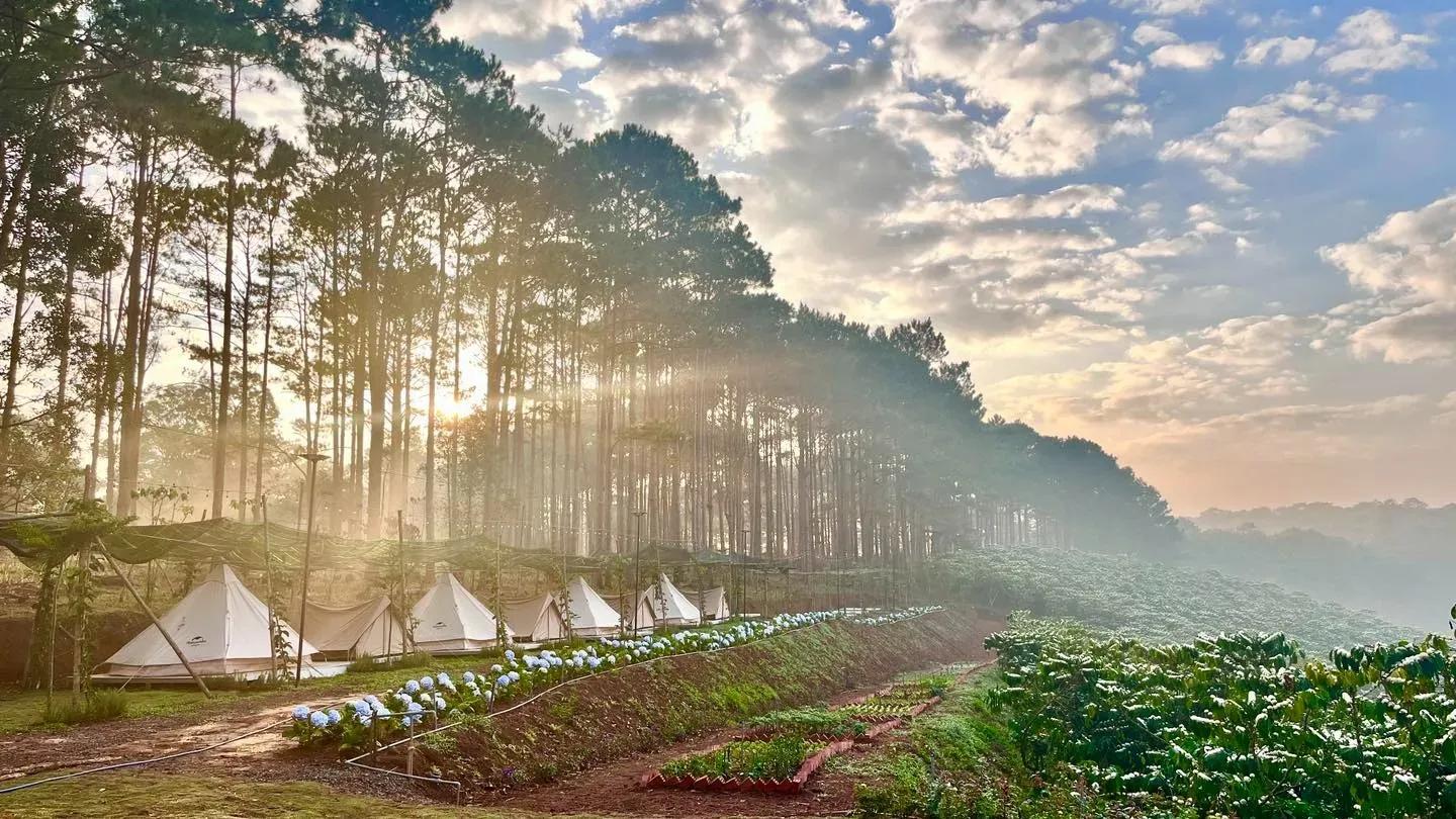 Camping tents glistening under the morning sun in Da Lat, set amid romantic pine forests and colorful flower gardens.