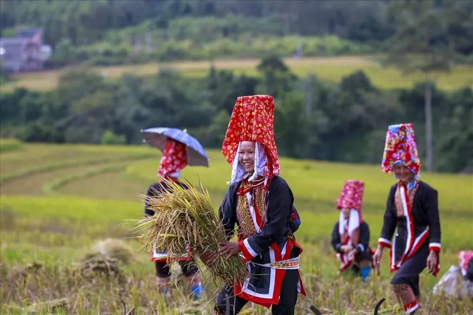 Dao people harvesting rice in vibrant traditional attire in Vietnam.