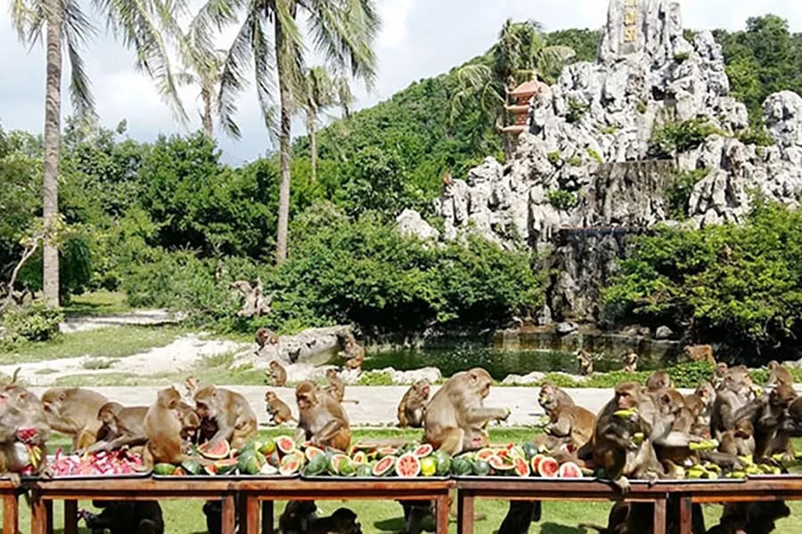 Fruit feast for monkeys at Monkey Island.