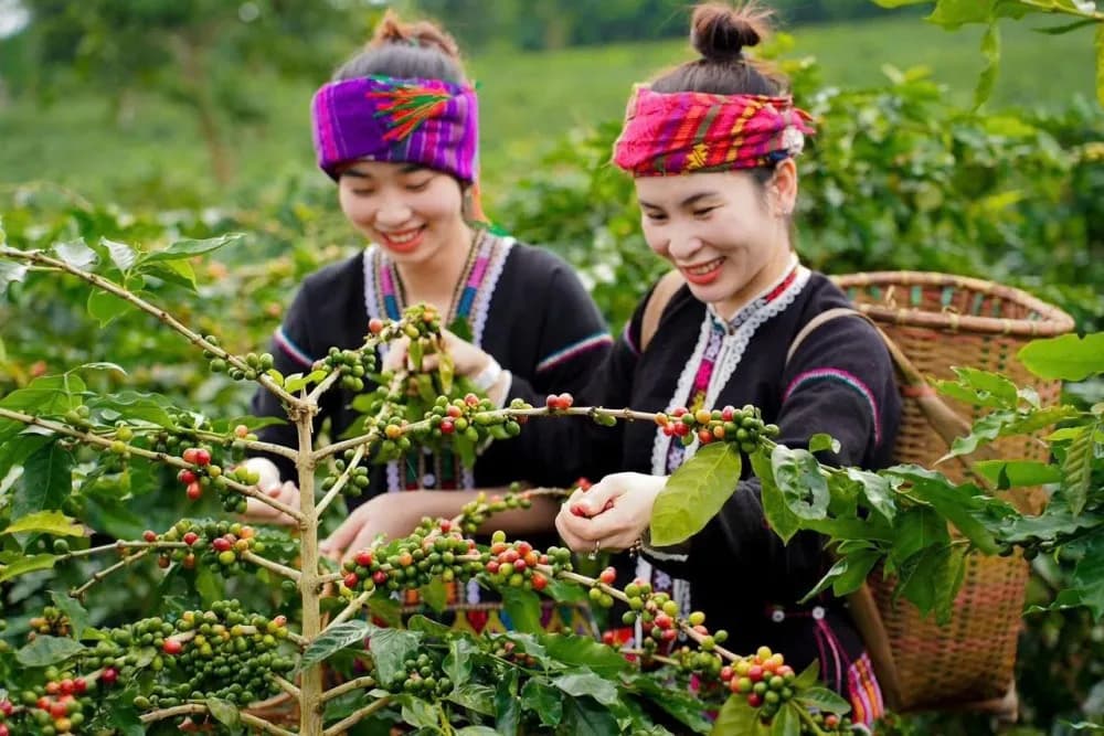 Harvesting Arabica coffee in Khe Sanh, Quang Tri, in vibrant traditional attire.