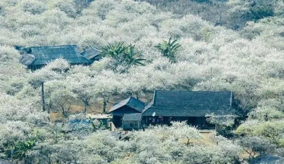 Houses nestled among a sea of pure white plum blossoms create a stunning nature painting.