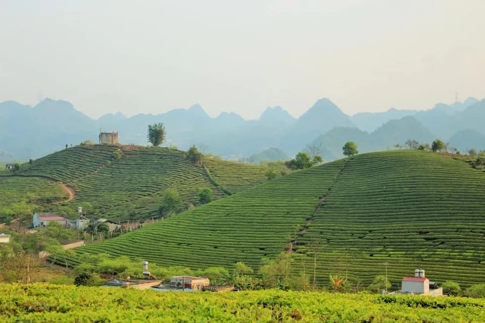 Lush green tea hills in Moc Chau, Son La, create an impressive landscape.