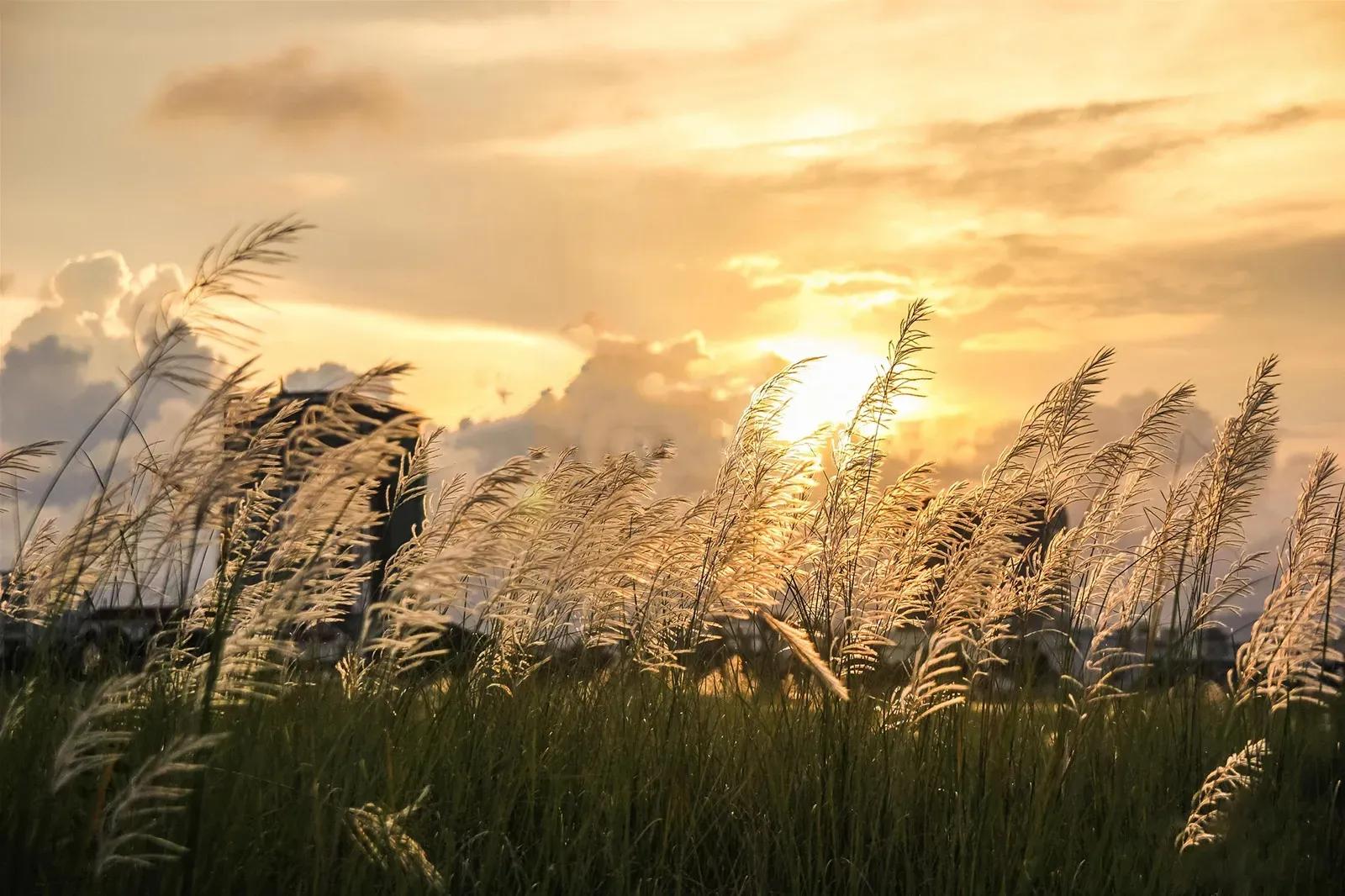 Reeds bask in the sunset light, creating a dreamy scene.