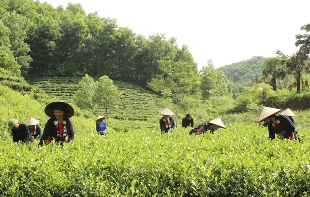 San Chay people harvesting tea amidst lush green hills.