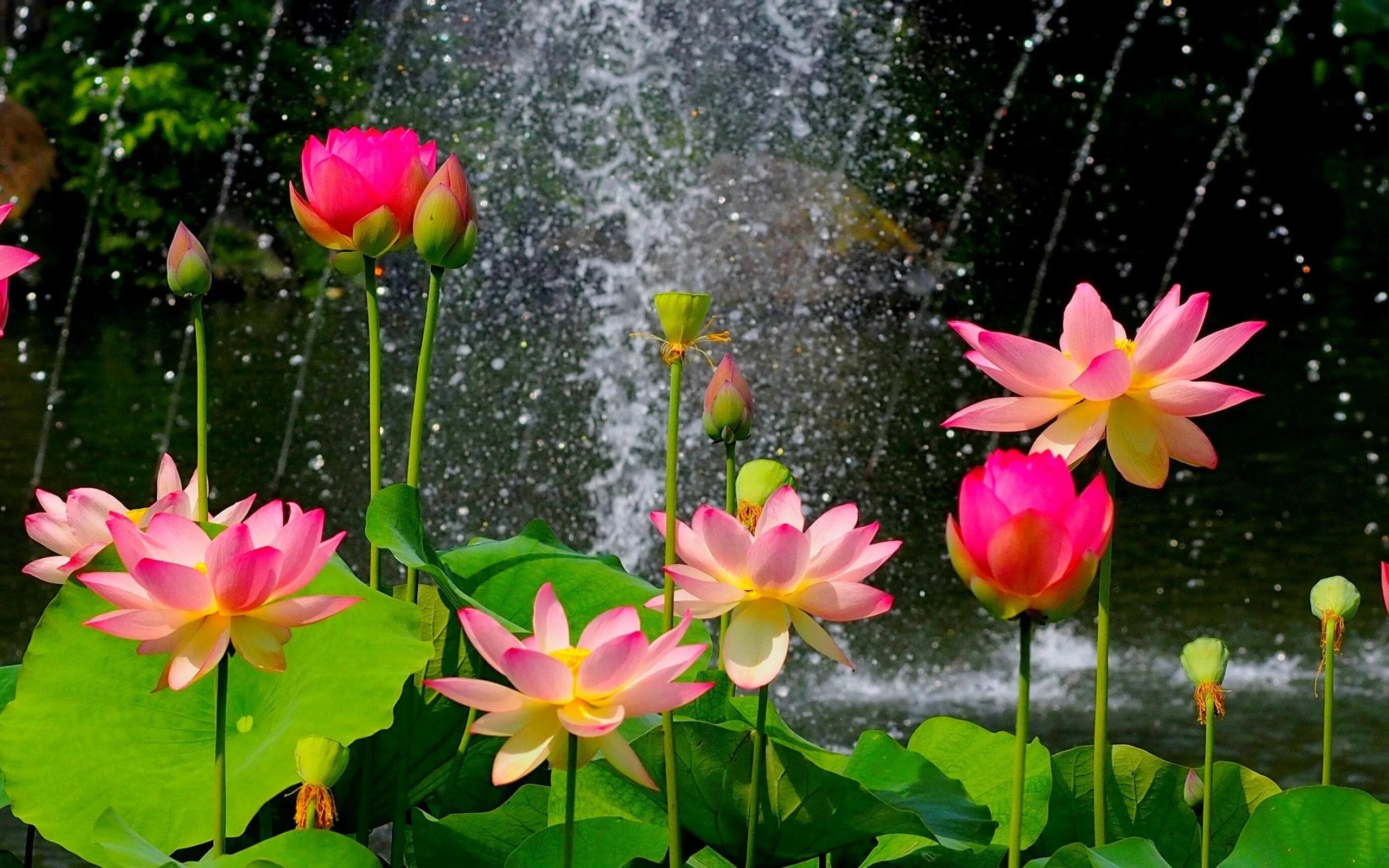 Some pink lotus flowers in full bloom, its delicate petals unfolding gracefully above calm water, with green lotus leaves surrounding it.Loai-hoa-quen-thuoc-voi-nguoi-dan-Viet-Nam-1.jpeg