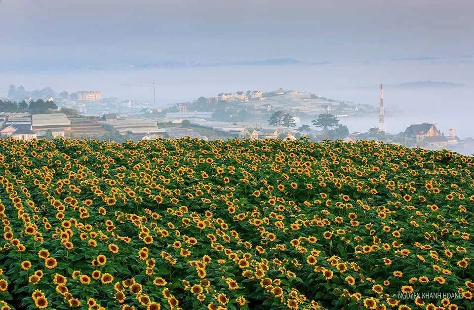 Sunflowers cover hills, creating a breathtaking natural scene.