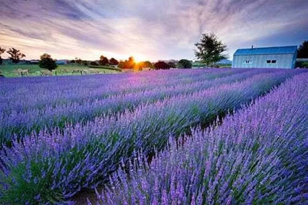 Sunset over a beautiful lavender field in Dalat, creating an unforgettable dreamy scene.