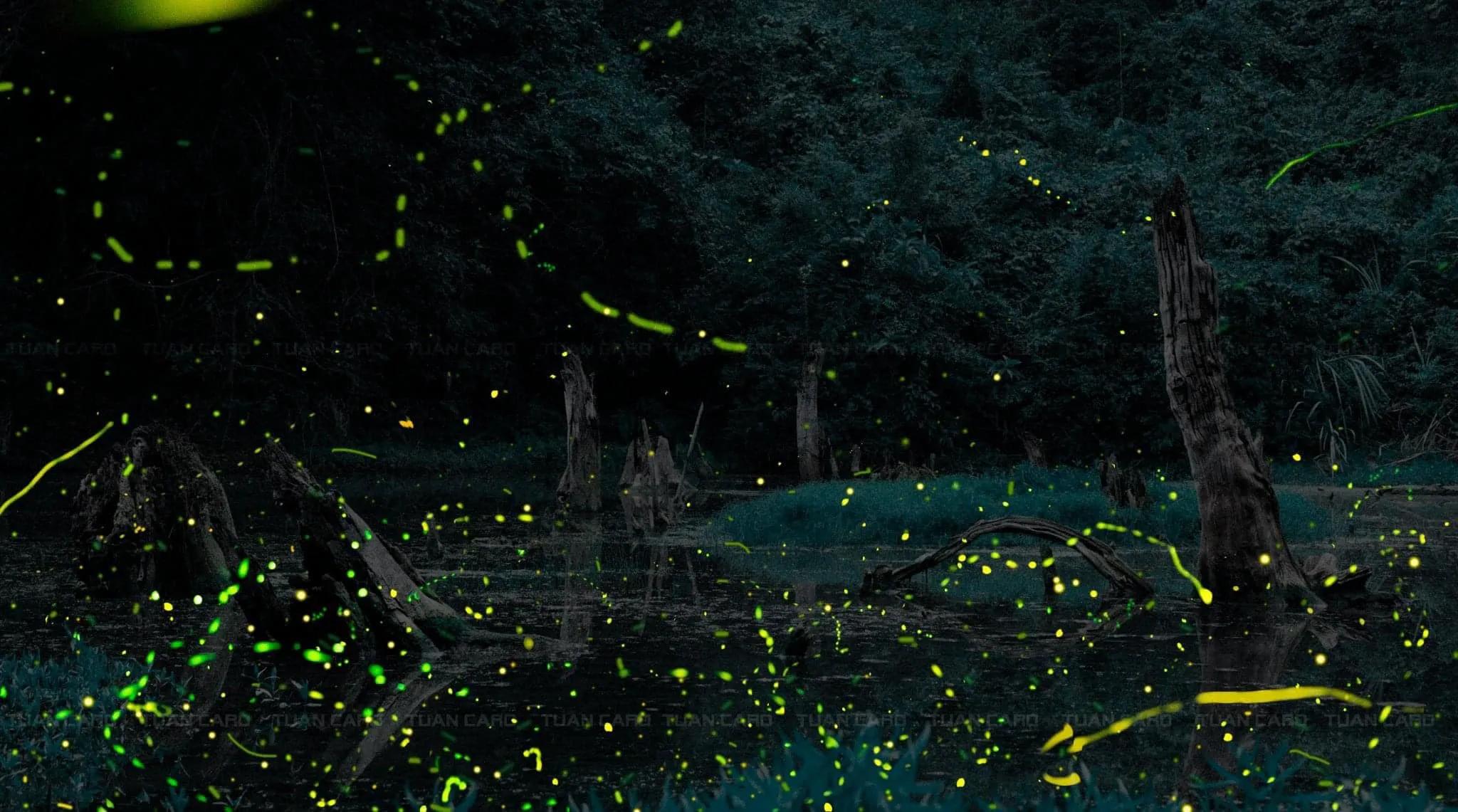 Thousands of fireflies glowing in the night at Cuc Phuong National Park, creating a mesmerizing dance of light in the wild, enchanting the dark forest