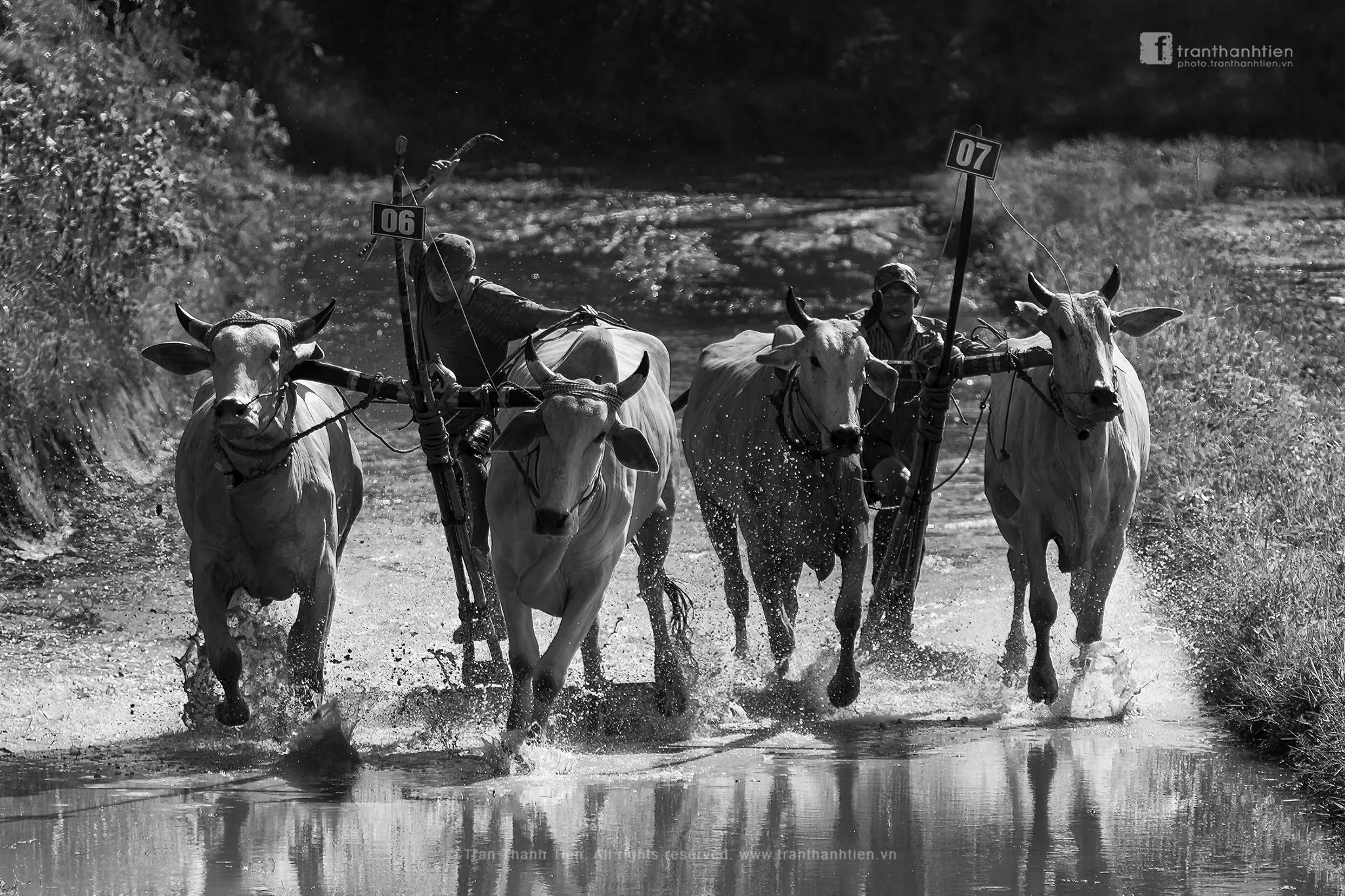 Traditional bull racing at Bay Nui Festival in An Giang, Vietnam, with excited spectators cheering
