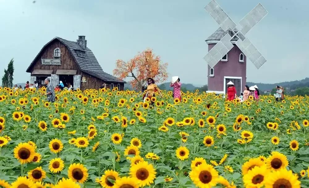 Visitors exploring and taking photos amid sunflowers.