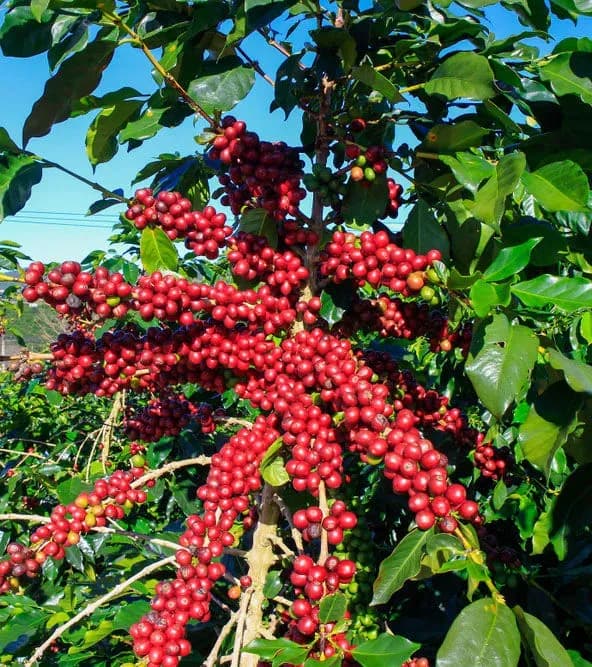 Robusta coffee tree with ripe fruits under the sun