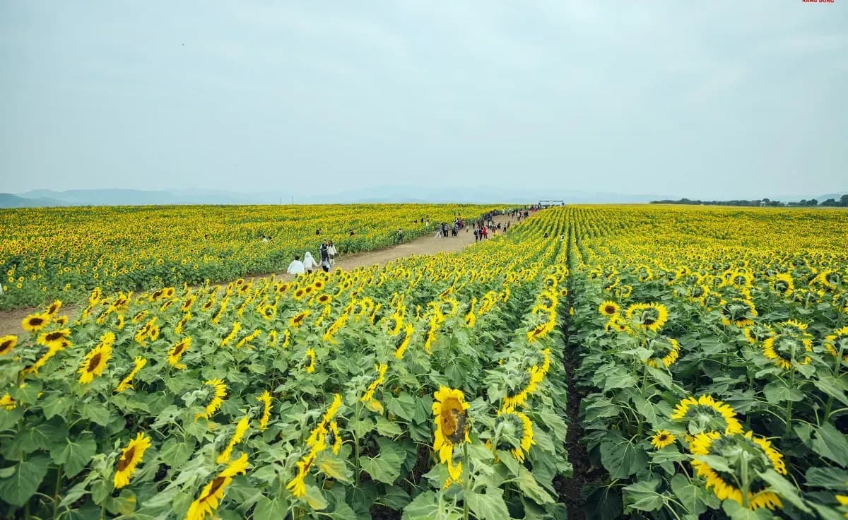 A vast sea of sunflowers stretching widely in golden hue