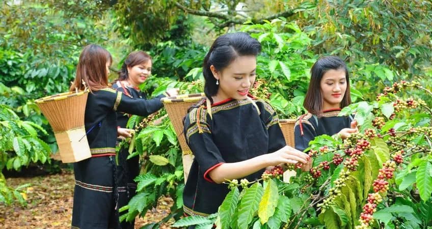cap-nhat-gia-ho-tieu-18112020-hiep-hoi-ho-tieu-viet-nam_thu-hoach-ca-phe-dat-nang-suat-1.jpg