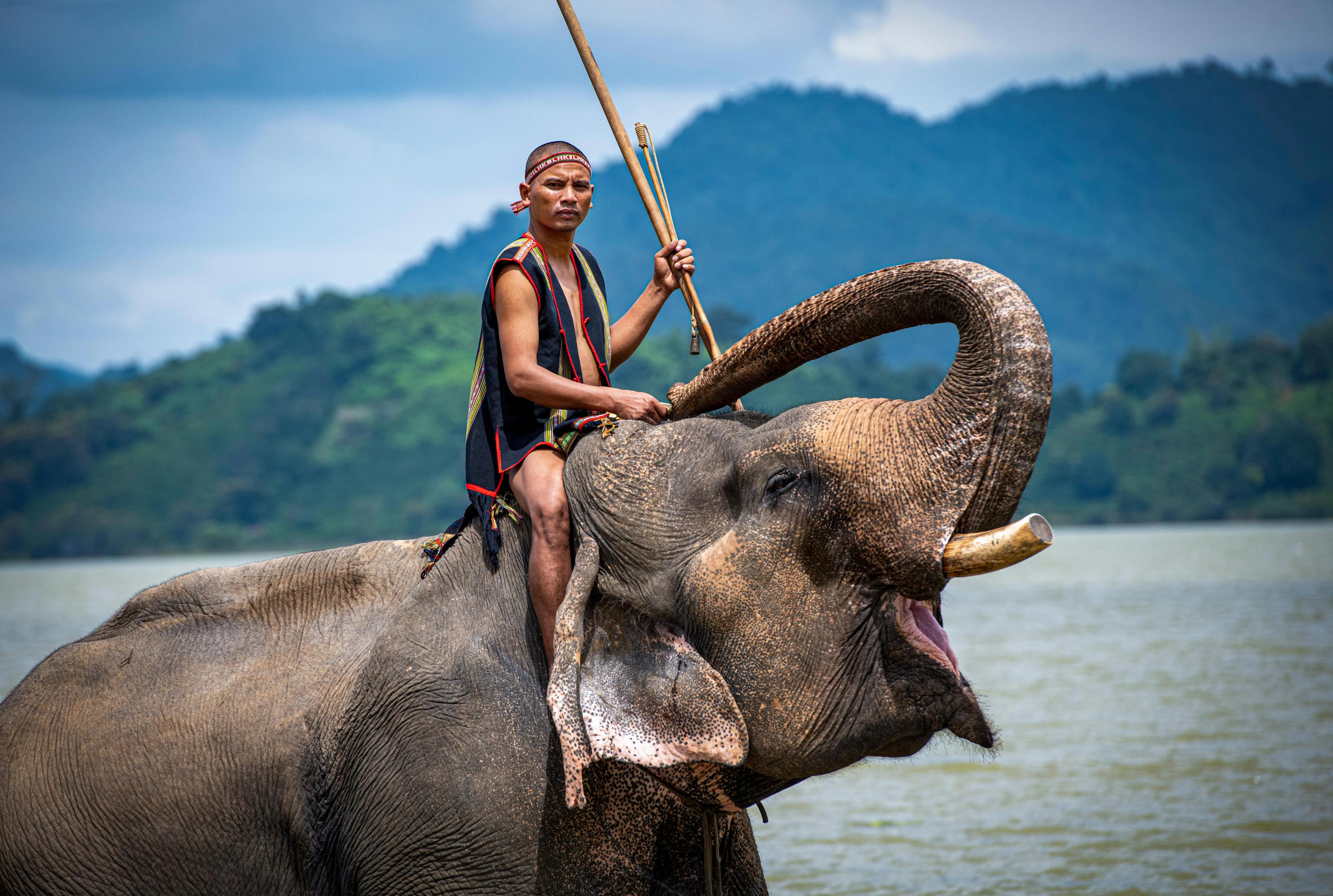 Homme qui chevauche l'éléphant avec un bâton, paysage de montagne en arrière-plan.