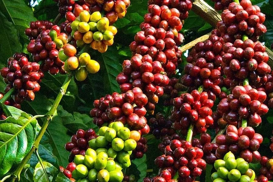 Robusta coffee ripe in the highlands of Vietnam.