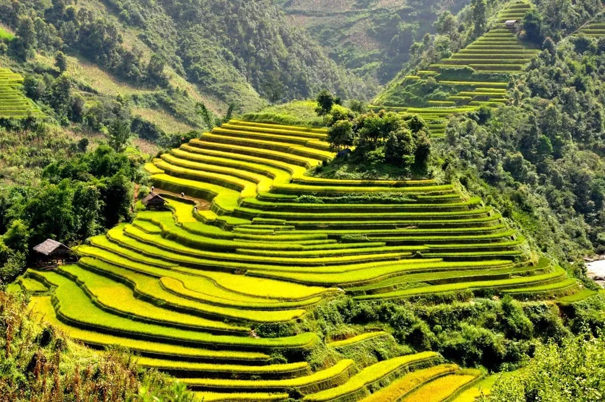 Golden terraces amid lush green mountains.