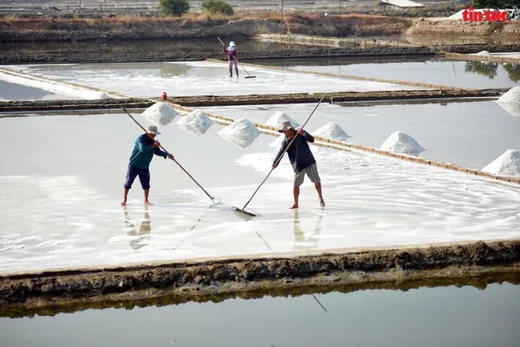 Les producteurs de sel récoltent dans les vastes champs de Ca Na.
