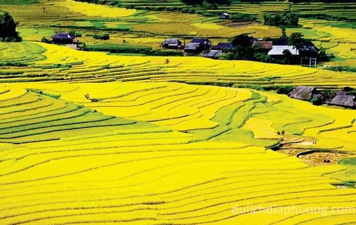 rao-buoc-ve-than-uyen-ngam-mua-vang-boi-thu_canh-dong-muong-thanh.jpg