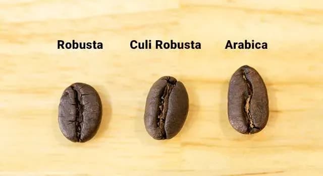 Robusta, Culi Robusta, and Arabica coffee beans, each with its unique shape and color.