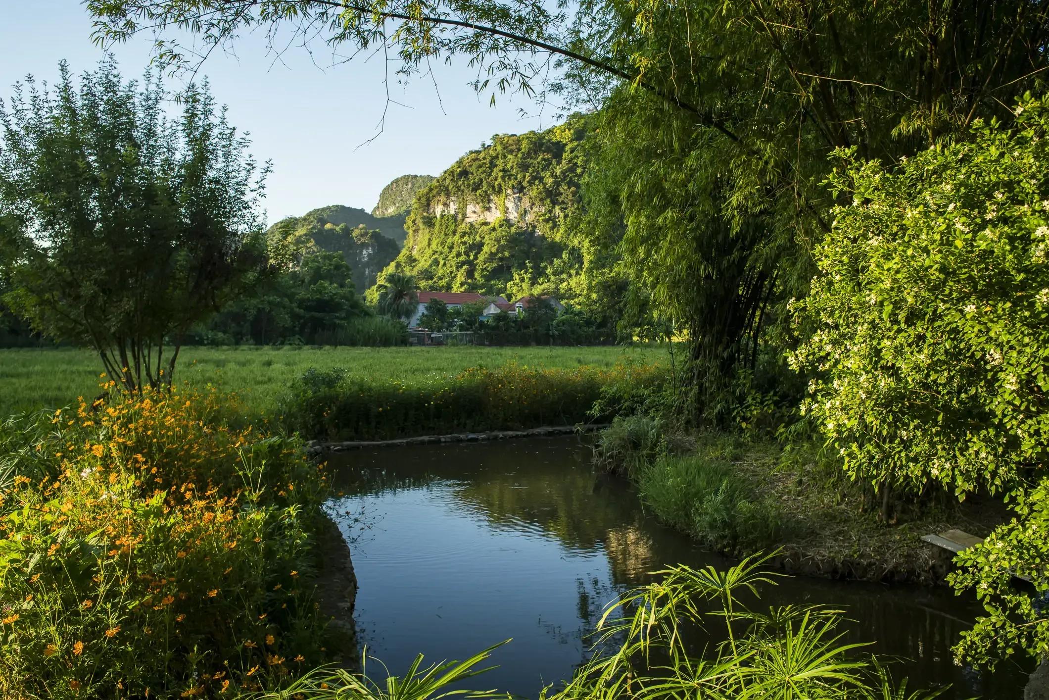 A tranquil natural landscape with lush greenery and a serene stream.