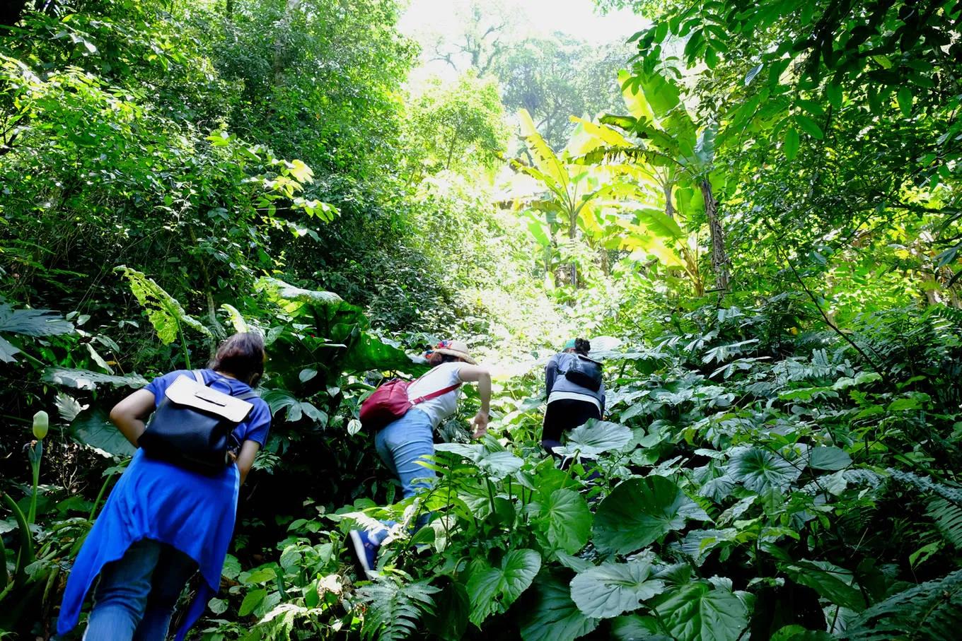 trekking-xuyen-rung-ba-vi-tren-cung-duong-moi_Trekking rừng Ba Vì 1.jpg