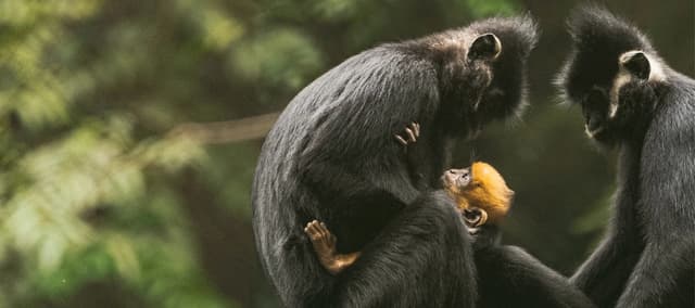 Conservation Centers and Sanctuaries